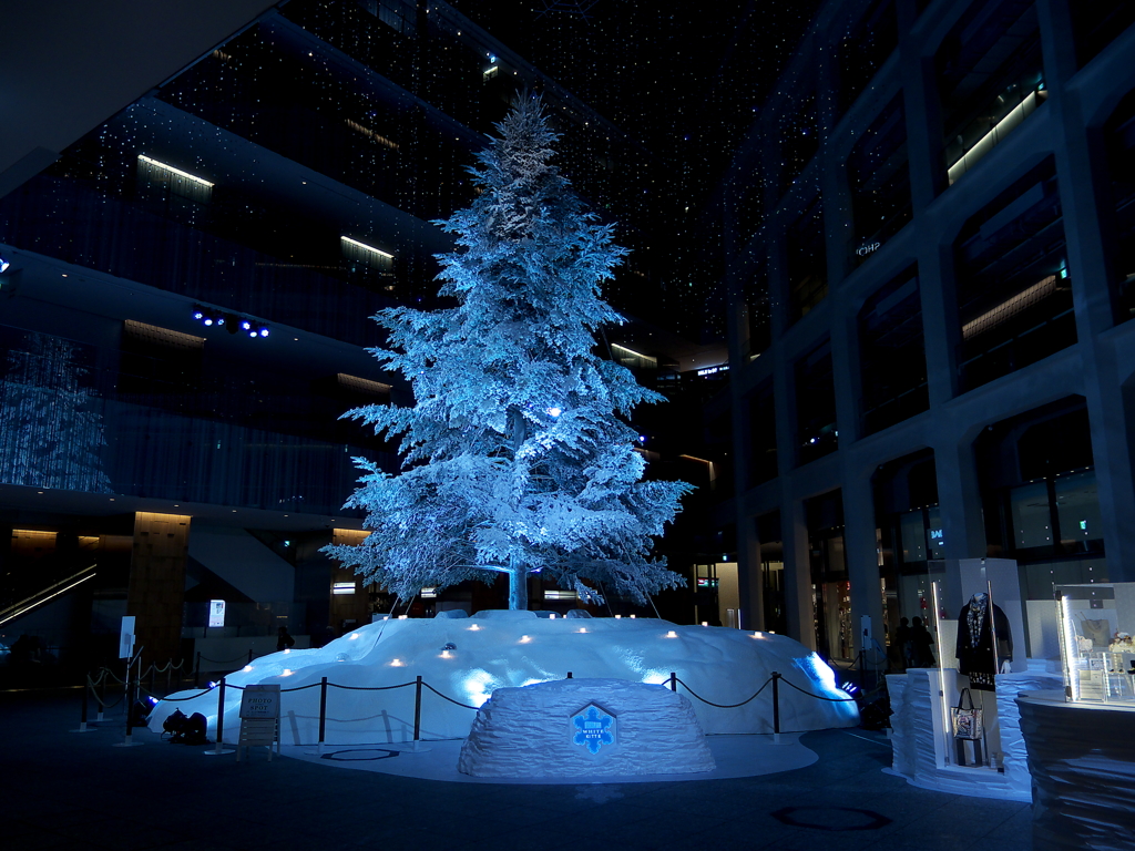 white　tree　②