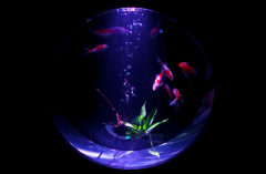 金魚窓Ⅱ