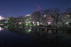 水辺夜桜Ⅳ