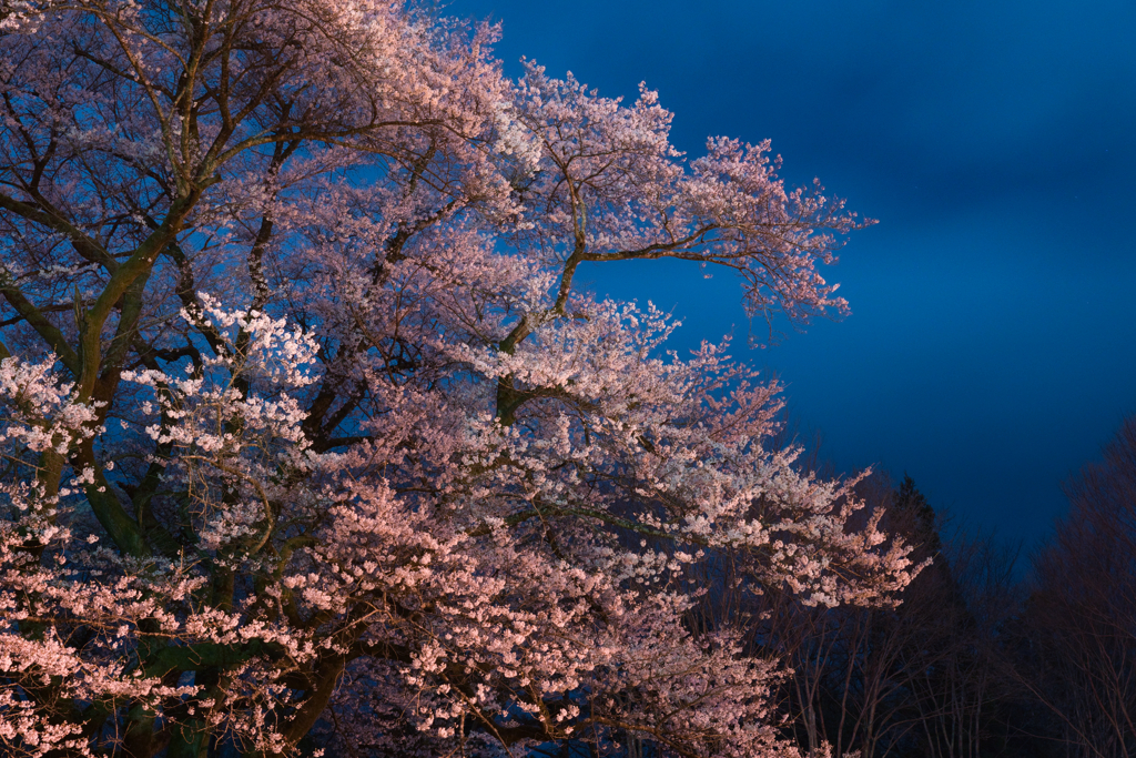 春の夜に咲き誇る