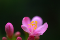 薄紅の