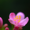 薄紅の