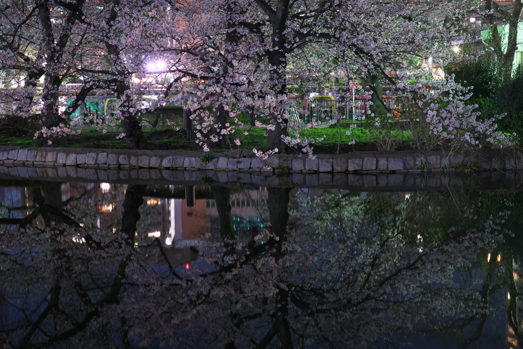 水辺夜桜