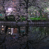 水辺夜桜