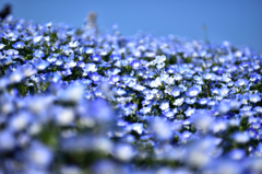 ネモフィラスカイBlueⅡ