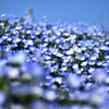 ネモフィラスカイBlueⅡ