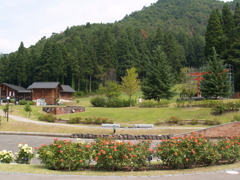 バラ公園散策3