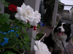 犬とバラ