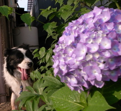 犬とアジサイ