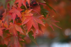 IMG_紅葉①