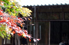 雨と紅葉