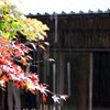 雨と紅葉