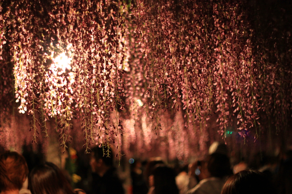 夜の藤祭り