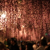 夜の藤祭り