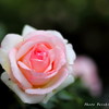 薔薇
