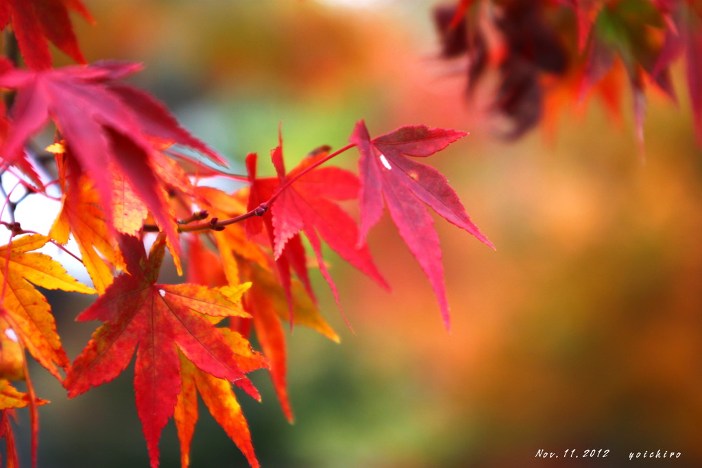 紅葉　