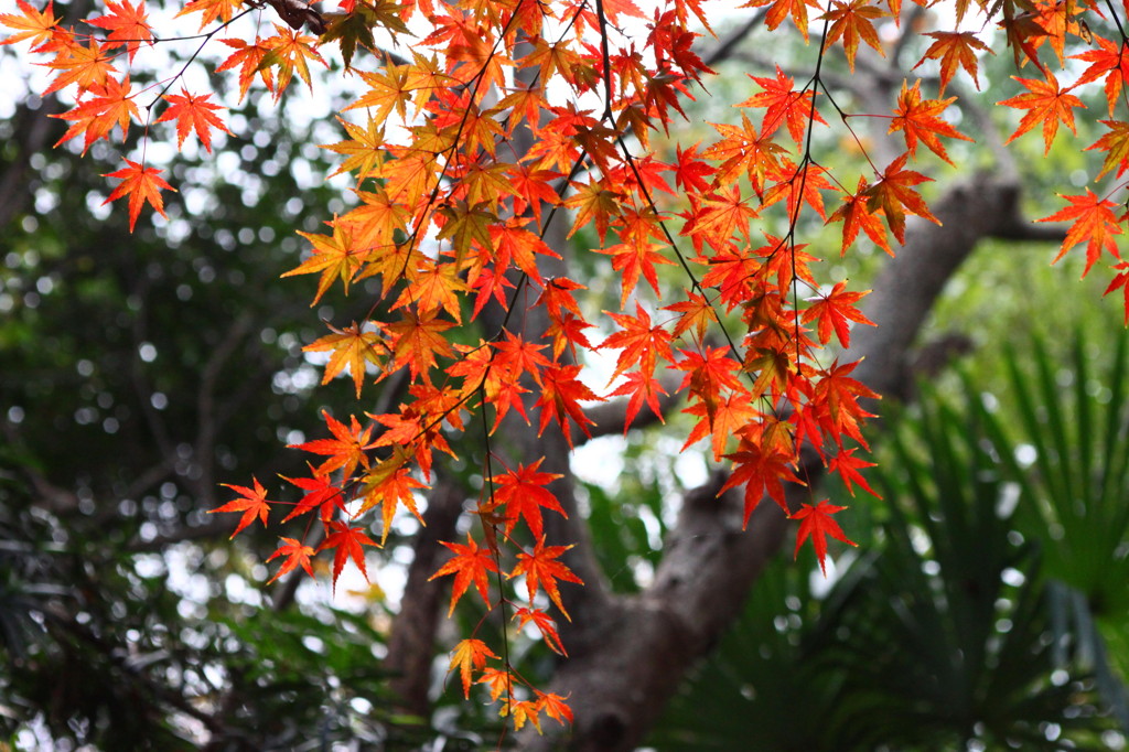 IMG_紅葉⑤