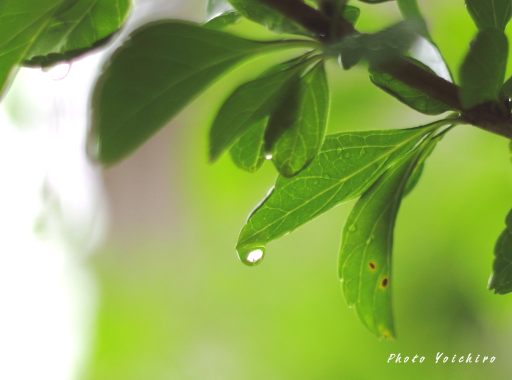 雨の雫