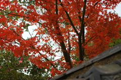 明光禅寺