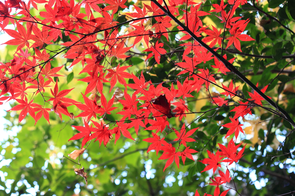 2017年紅葉