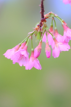 桜色 ２