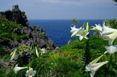 岬の百合