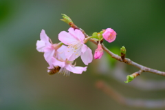 桜色 ３
