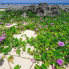 2019夏色 砂葉　