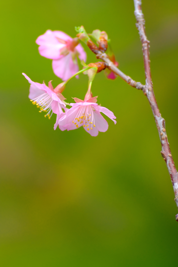 桜色 ６