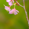 桜色 ６