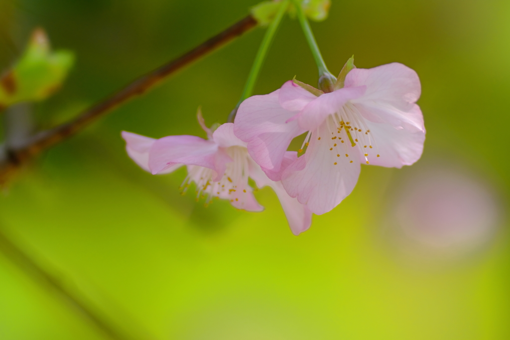 桜色 9