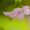 桜色 9