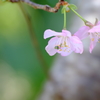 桜色 8