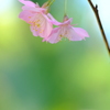 彩