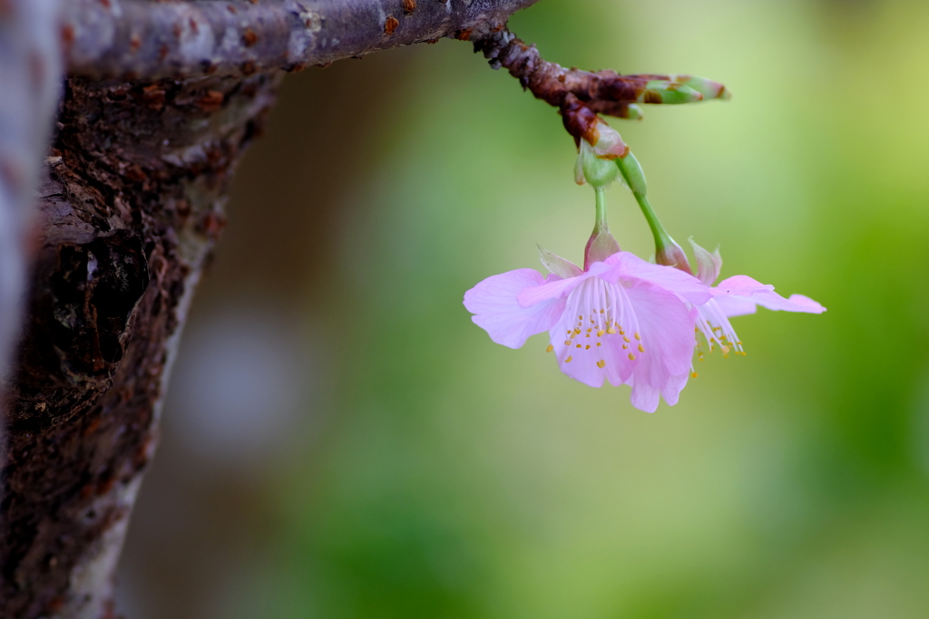 桜色 １