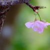 桜色 １