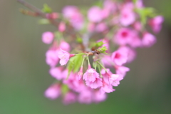 桜色 ４