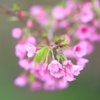 桜色 ４