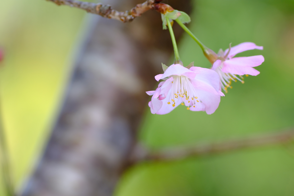 桜色 7