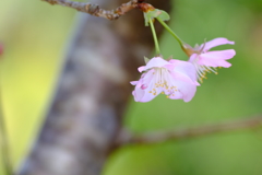 桜色 7