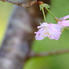 桜色 7