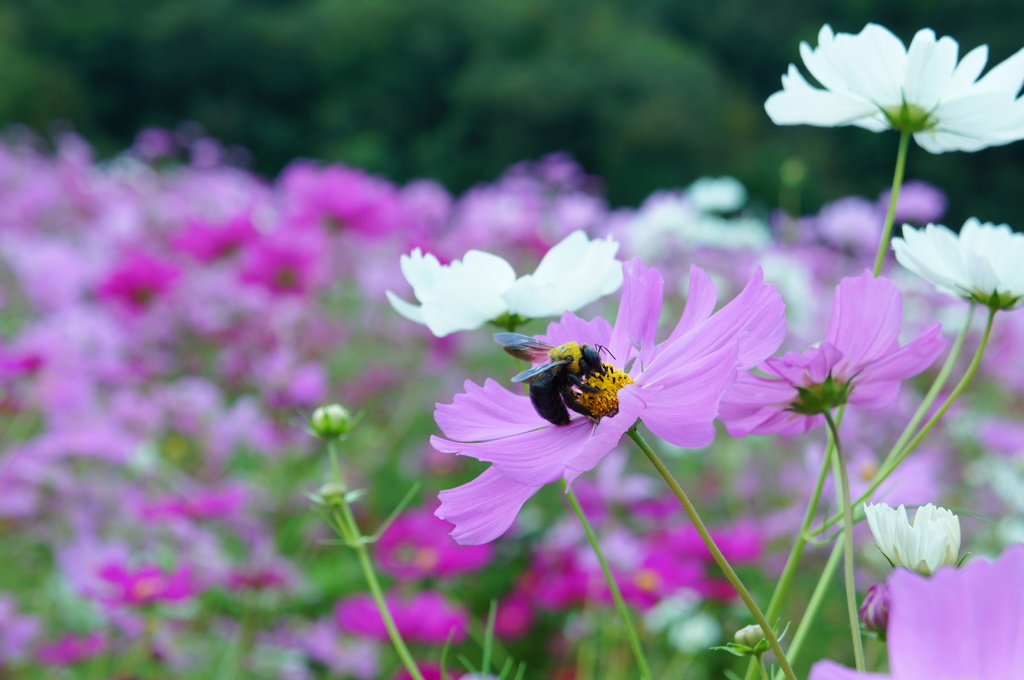 ハチさんと花。