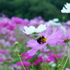 ハチさんと花。