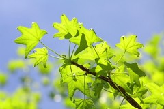 新緑と青空。2012