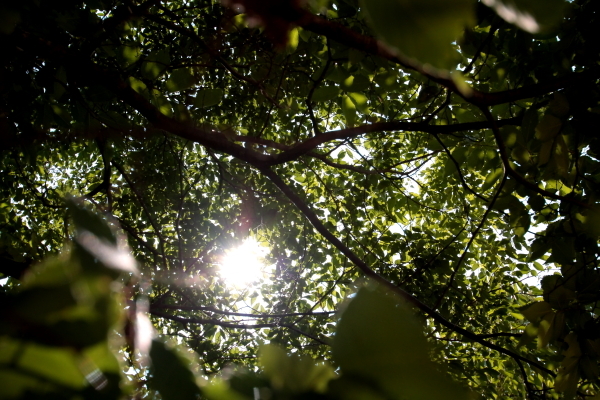 木漏れ日