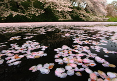 桜花の宴