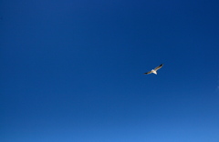 大空
