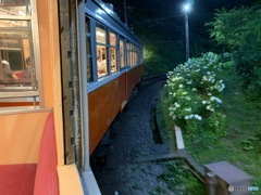 箱根登山電車　の　アジサイ　