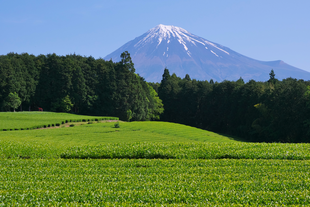 茶畑富士山