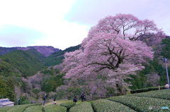 牛代の水目桜